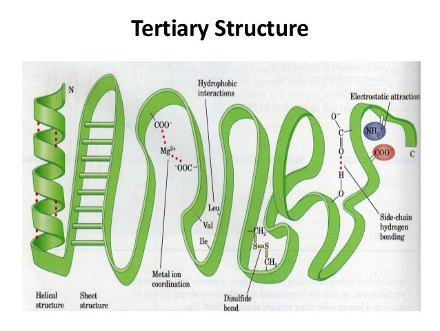 salt structure bridges in tertiary of proteins and Amino proteins acids