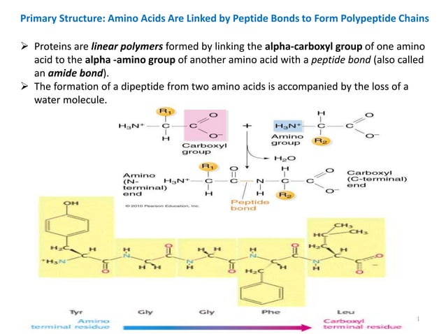 Amino acids and structure of protein.pptx