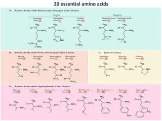 Amino acids and structure of protein.pptx
