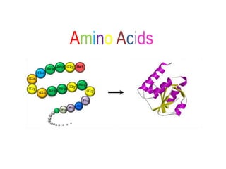 Amino Acids
 