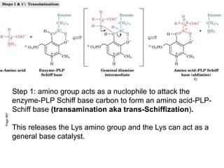 Page
987
Step 1: amino group acts as a nuclophile to attack the
enzyme-PLP Schiff base carbon to form an amino acid-PLP-
Schiff base (transamination aka trans-Schiffization).
This releases the Lys amino group and the Lys can act as a
general base catalyst.
 