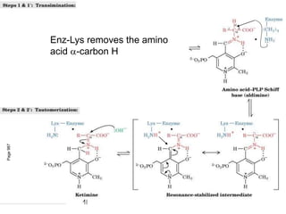 Page
987
Enz-Lys removes the amino
acid -carbon H
 