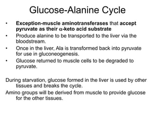 Glucose-Alanine Cycle
• Exception-muscle aminotransferases that accept
pyruvate as their -keto acid substrate
• Produce alanine to be transported to the liver via the
bloodstream.
• Once in the liver, Ala is transformed back into pyruvate
for use in gluconeogenesis.
• Glucose returned to muscle cells to be degraded to
pyruvate.
During starvation, glucose formed in the liver is used by other
tissues and breaks the cycle.
Amino groups will be derived from muscle to provide glucose
for the other tissues.
 