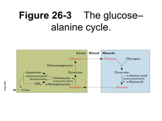 Figure 26-3 The glucose–
alanine cycle.
Page
988
 