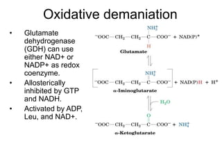 Oxidative demaniation
• Glutamate
dehydrogenase
(GDH) can use
either NAD+ or
NADP+ as redox
coenzyme.
• Allosterically
inhibited by GTP
and NADH.
• Activated by ADP,
Leu, and NAD+.
 