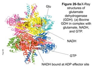 Figure 26-5aX-Ray
structures of
glutamate
dehydrogenase
(GDH). (a) Bovine
GDH in complex with
glutamate, NADH,
and GTP.
Page
990
NADH
NADH bound at ADP effector site
GTP
Glu
 
