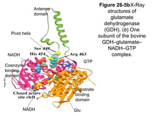 Figure 26-5bX-Ray
structures of
glutamate
dehydrogenase
(GDH). (b) One
subunit of the bovine
GDH–glutamate–
NADH–GTP
complex.
Page
990
Substrate
binding
domain
Coenzyme
binding
domain
Antenna
domain
Pivot helix
Glu
NADH
NADH
GTP
 