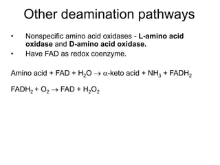 Other deamination pathways
• Nonspecific amino acid oxidases - L-amino acid
oxidase and D-amino acid oxidase.
• Have FAD as redox coenzyme.
Amino acid + FAD + H2O  -keto acid + NH3 + FADH2
FADH2 + O2  FAD + H2O2
 