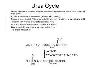 Urea Cycle
• Excess nitrogen is excreted after the metabolic breakdown of amino acids in one of
three forms:
• Aquatic animals are ammonotelic (release NH3 directly).
• If water is less plentiful, NH3 is converted to less toxic products, urea and uric acid.
• Terrestrial vertebrates are ureotelic (excrete urea)
• Birds and reptiles are uricotelic (excrete uric acid)
• Urea is made by enzymes urea cycle in the liver.
• The overall reaction is:
NH3 + HCO3
- + -OOC-CH2-CH-COO-
NH2-C-NH2 + -OOC-CH=CH-COO-
NH3
+
3ATP
2ADP + 2Pi + AMP + PPi
Asp
Fumarate
Urea
O
 