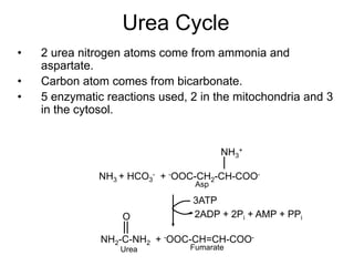 Urea Cycle
• 2 urea nitrogen atoms come from ammonia and
aspartate.
• Carbon atom comes from bicarbonate.
• 5 enzymatic reactions used, 2 in the mitochondria and 3
in the cytosol.
NH3 + HCO3
- + -OOC-CH2-CH-COO-
NH2-C-NH2 + -OOC-CH=CH-COO-
NH3
+
3ATP
2ADP + 2Pi + AMP + PPi
Asp
Fumarate
Urea
O
 
