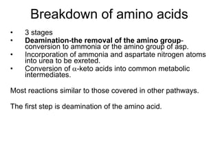 Breakdown of amino acids
• 3 stages
• Deamination-the removal of the amino group-
conversion to ammonia or the amino group of asp.
• Incorporation of ammonia and aspartate nitrogen atoms
into urea to be exreted.
• Conversion of -keto acids into common metabolic
intermediates.
Most reactions similar to those covered in other pathways.
The first step is deamination of the amino acid.
 