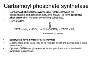 Carbamoyl phosphate synthetase
• Carbamoyl phosphate synthetase (CPS) catalyzes the
condensation and activation NH3 and HCO3
- to form carbomyl
phosphate (first nitrogen containing substrate).
• Uses 2 ATPs.
2ATP + NH3 + HCO3
-  NH2-C-OPO3
- + 2ADP + 2Pi
Carbamoyl phosphate
O
• Eukaryotes have 2 types of CPS enzymes
• Mitochondrial CPSI uses NH3 as its nitrogen donor and participates in urea
biosynthesis.
• Cytosolic CPSII uses glutamine as its nitrogen donor and is involved in
pyrimidine biosynthesis.
 