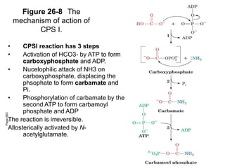 Figure 26-8 The
mechanism of action of
CPS I.
Page
993
• CPSI reaction has 3 steps
• Activation of HCO3- by ATP to form
carboxyphosphate and ADP.
• Nucelophilic attack of NH3 on
carboxyphosphate, displacing the
phsophate to form carbamate and
Pi.
• Phosphorylation of carbamate by the
second ATP to form carbamoyl
phosphate and ADP
The reaction is irreversible.
Allosterically activated by N-
acetylglutamate.
 