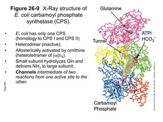Figure 26-9 X-Ray structure of
E. coli carbamoyl phosphate
synthetase (CPS).
Page
993
• E. coli has only one CPS
(homology to CPS I and CPS II)
• Heterodimer (inactive).
• Allosterically activated by ornithine
(heterotetramer of (4).
• Small subunit hydrolyzes Gln and
delivers NH3 to large subunit.
• Channels intermediate of two
reactions from one active site to the
other.
 