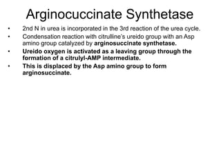 Arginocuccinate Synthetase
• 2nd N in urea is incorporated in the 3rd reaction of the urea cycle.
• Condensation reaction with citrulline’s ureido group with an Asp
amino group catalyzed by arginosuccinate synthetase.
• Ureido oxygen is activated as a leaving group through the
formation of a citrulyl-AMP intermediate.
• This is displaced by the Asp amino group to form
arginosuccinate.
 