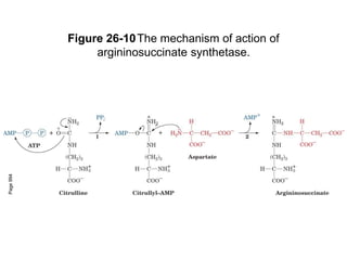 Figure 26-10The mechanism of action of
argininosuccinate synthetase.
Page
994
 