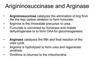 Arigininosuccinase and Arginase
• Argininosuccinse catalyzes the elimination of Arg from
the the Asp carbon skeleton to form fumurate.
• Arginine is the immediate precursor to urea.
• Fumurate is converted by fumarase and malate
dehydrogenase to to form OAA for gluconeogenesis.
• Arginase catalyzes the fifth and final reaction of the
urea cycle.
• Arginine is hydrolyzed to form urea and regenerate
ornithine.
• Ornithine is returned to the mitochondria.
 