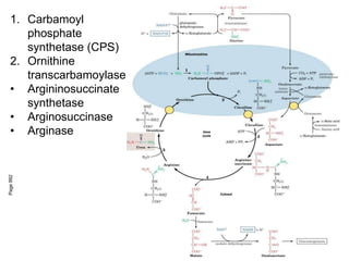 Page
992
1. Carbamoyl
phosphate
synthetase (CPS)
2. Ornithine
transcarbamoylase
• Argininosuccinate
synthetase
• Arginosuccinase
• Arginase
 