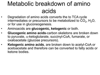 Metabolic breakdown of amino
acids
• Degradation of amino acids converts the to TCA cycle
intermediates or precursors to be metabolized to CO2, H2O,
or for use in gluconeogenesis.
• Aminoacids are glucogenic, ketogenic or both.
• Glucogenic amino acids-carbon skeletons are broken down
to pyruvate, -ketoglutarate, succinyl-CoA, fumarate, or
oxaloacetate (glucose precursors).
• Ketogenic amino acids, are broken down to acetyl-CoA or
acetoacetate and therefore can be converted to fatty acids or
ketone bodies.
 