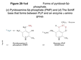 Figure 26-1cd Forms of pyridoxal-5¢-
phosphate.
(c) Pyridoxamine-5¢-phosphate (PMP) and (d) The Schiff
base that forms between PLP and an enzyme -amino
group.
Page
986
 