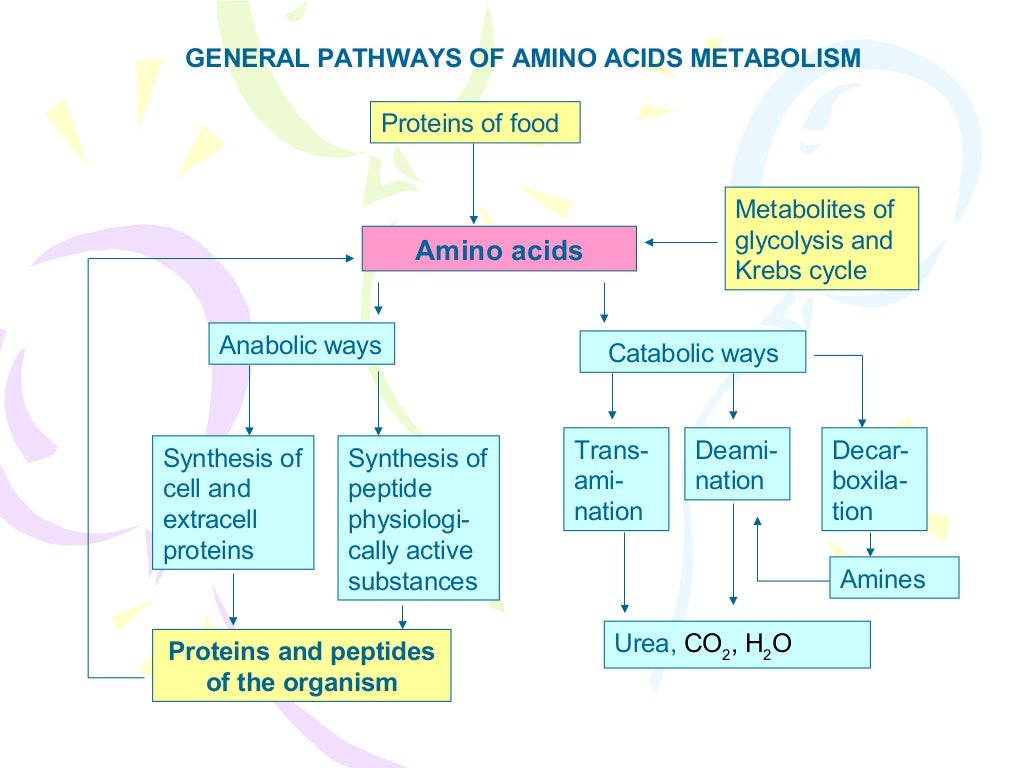 Amino acids metabolism new
