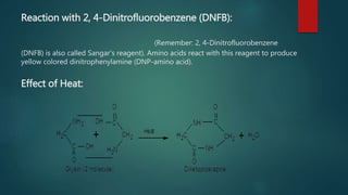 Reaction with 2, 4-Dinitrofluorobenzene (DNFB):
(Remember: 2, 4-Dinitrofluorobenzene
(DNFB) is also called Sangar’s reagent). Amino acids react with this reagent to produce
yellow colored dinitrophenylamine (DNP-amino acid).
Effect of Heat:
 