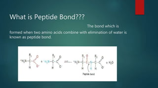 What is Peptide Bond???
The bond which is
formed when two amino acids combine with elimination of water is
known as peptide bond.
 