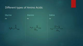 Different types of Amino Acids:
Glycine
Gla
Alanine
Ala
Valine
Val
 