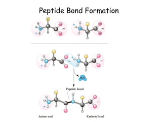 Chapter 3(part1) - Amino acids, peptides, and proteins | PPT