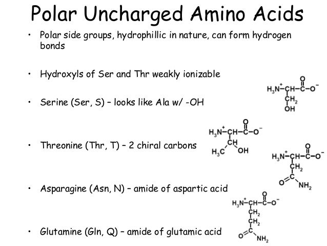 chapter 3 part1 amino acids peptides and proteins which amino acids can form hydrogen bonds