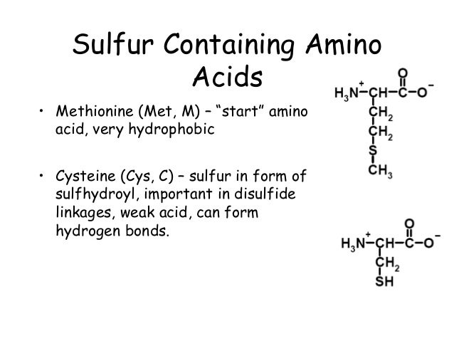 chapter 3 part1 amino acids peptides and proteins which amino acids can form hydrogen bonds