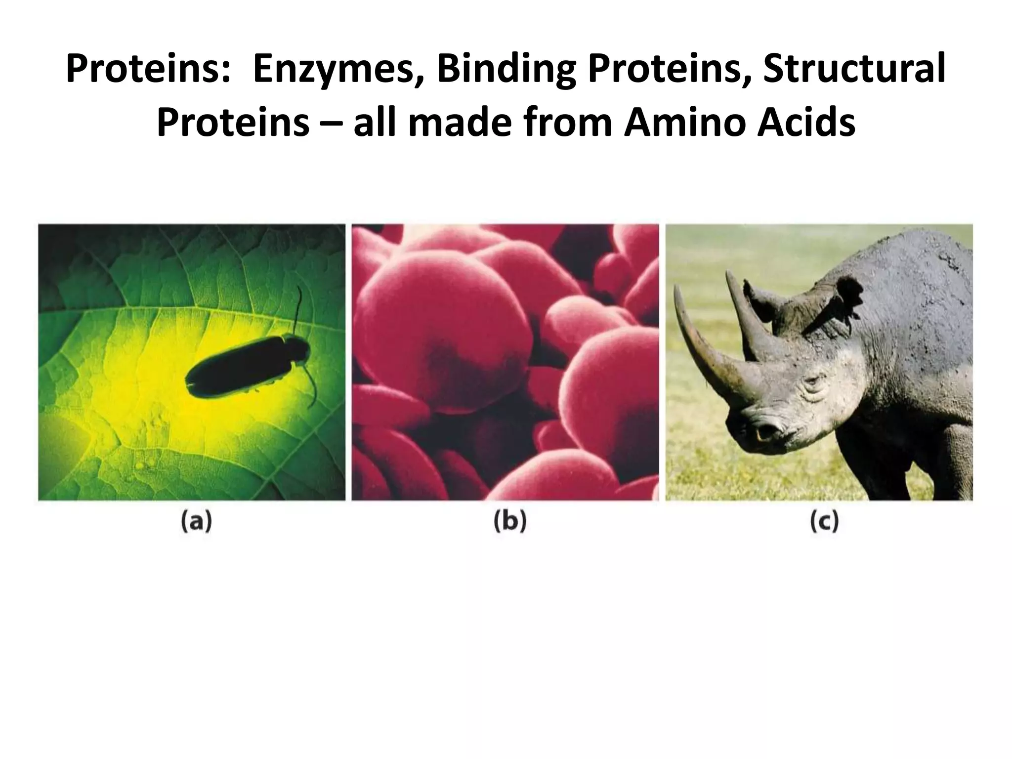 Amino acids, peptides proteins | PPTX