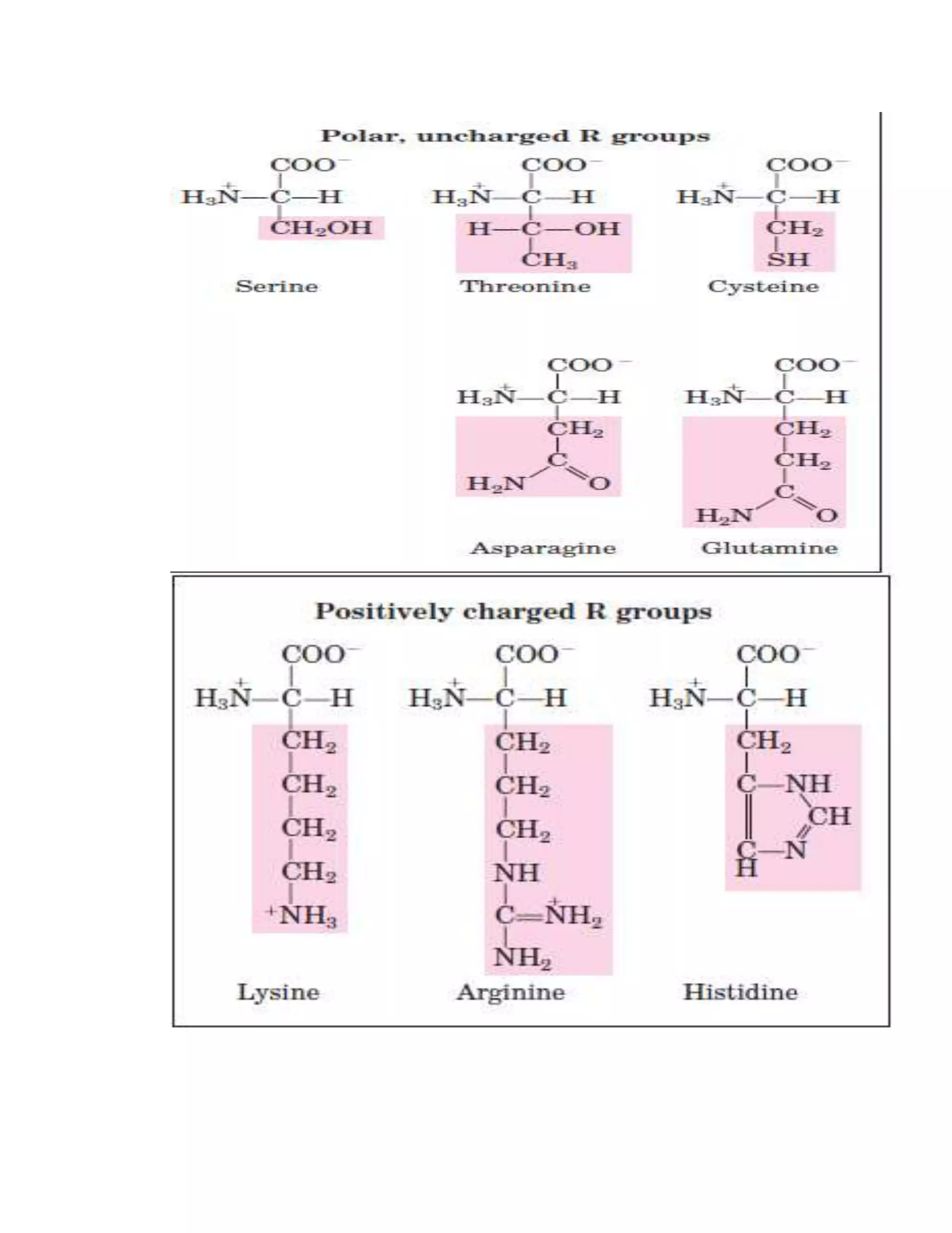 Amino Acids Peptides Proteins Docx
