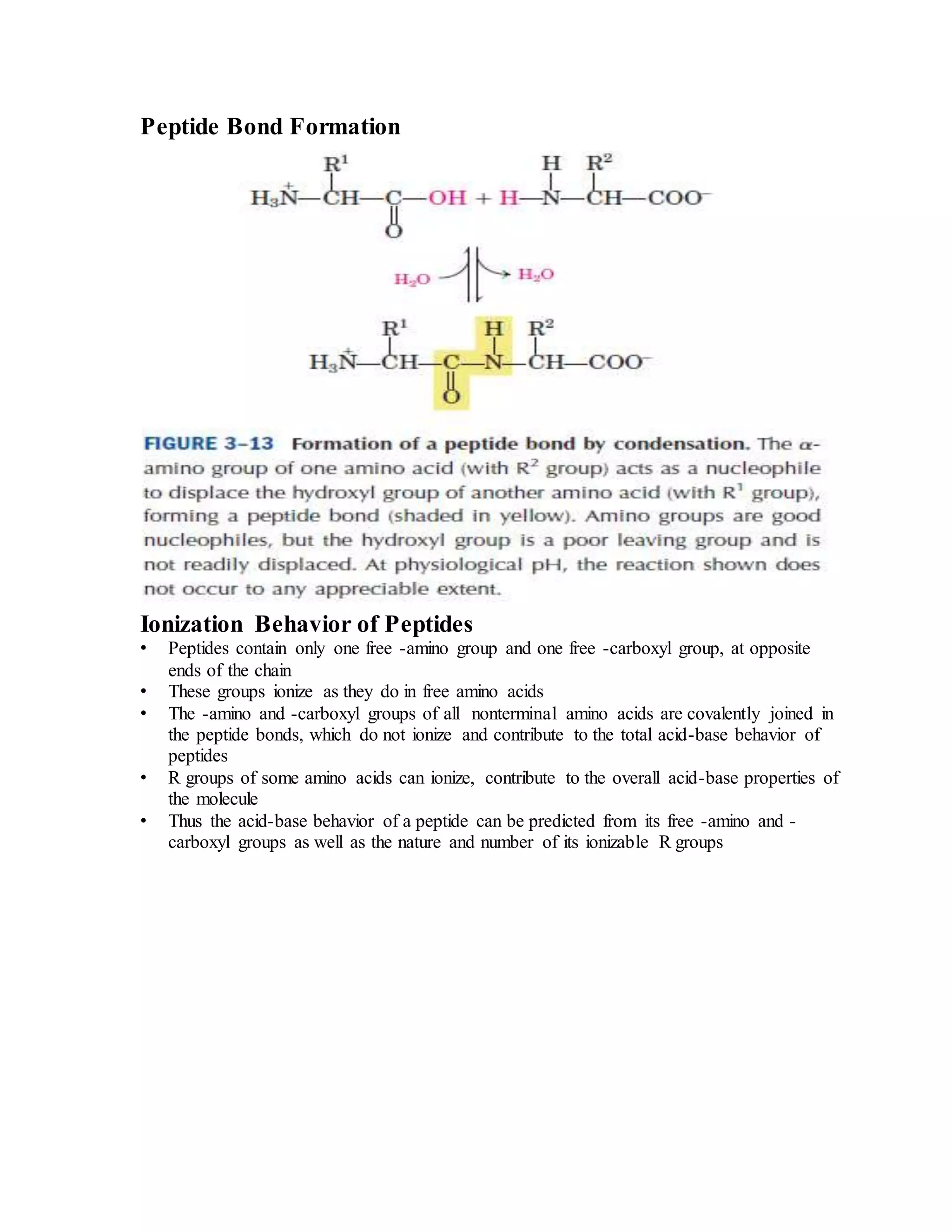 Amino acids, peptides & proteins | DOCX