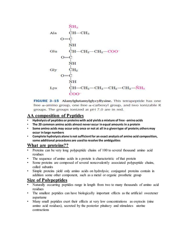Amino acids, peptides & proteins | DOCX