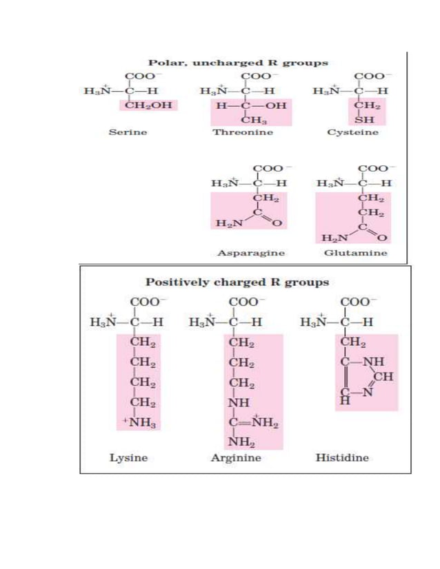 Amino acids, peptides & proteins | DOCX