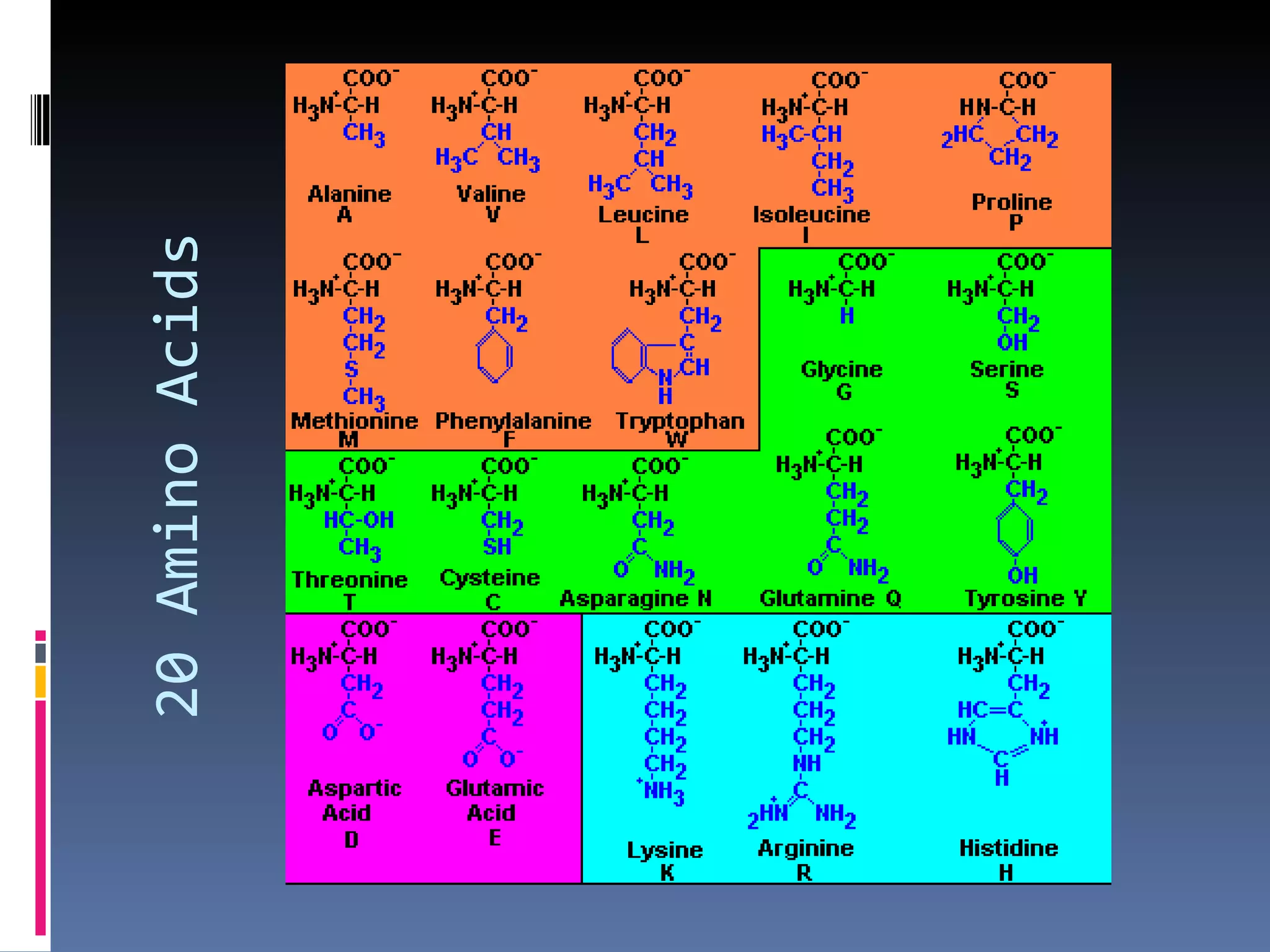 Amino acids & proteins | PPT
