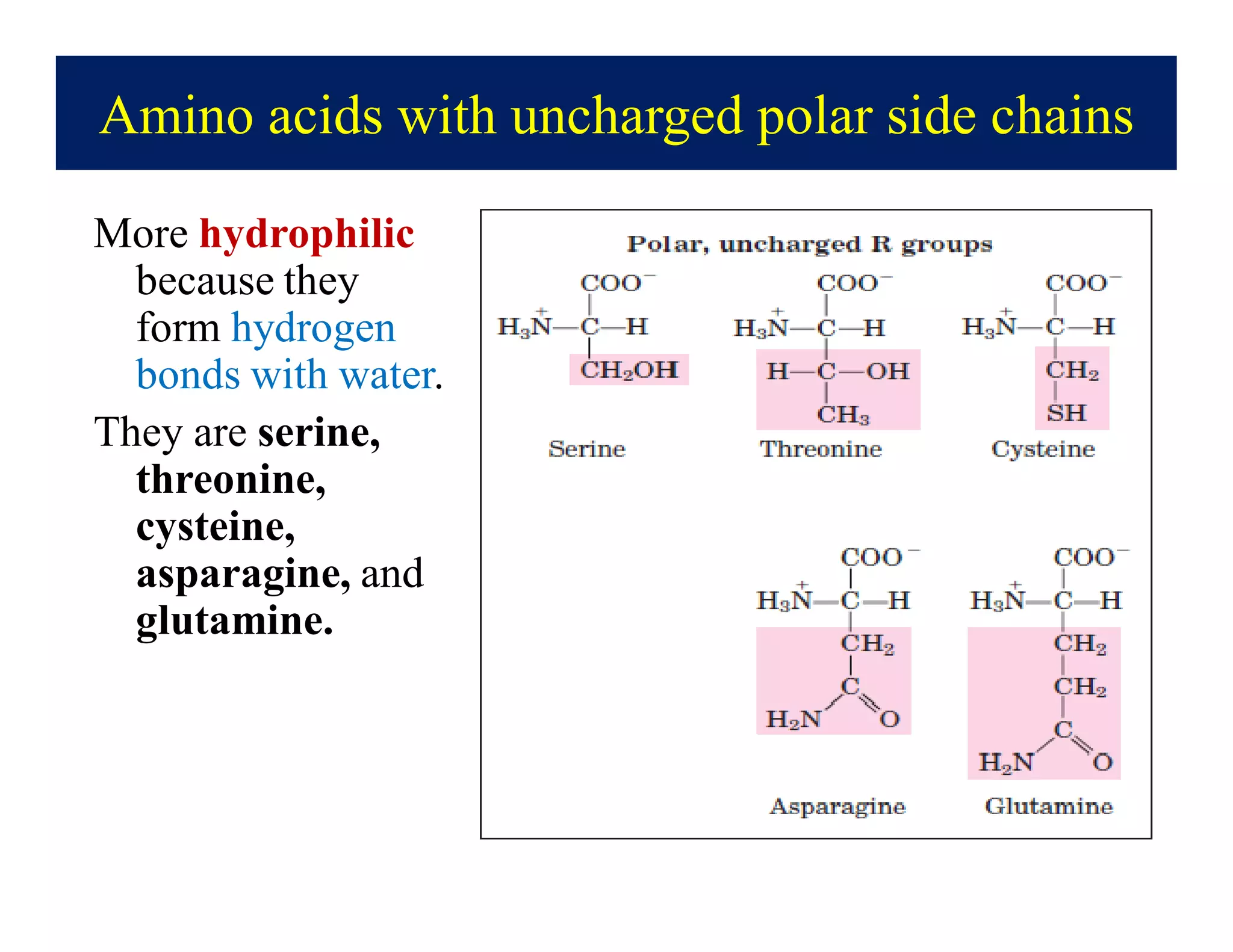 Amino acids with uncharged polar side chains
More hydrophilic
because they
form hydrogen
bonds with water.
They are serine,
threonine,
cysteine,
asparagine, and
glutamine.
 