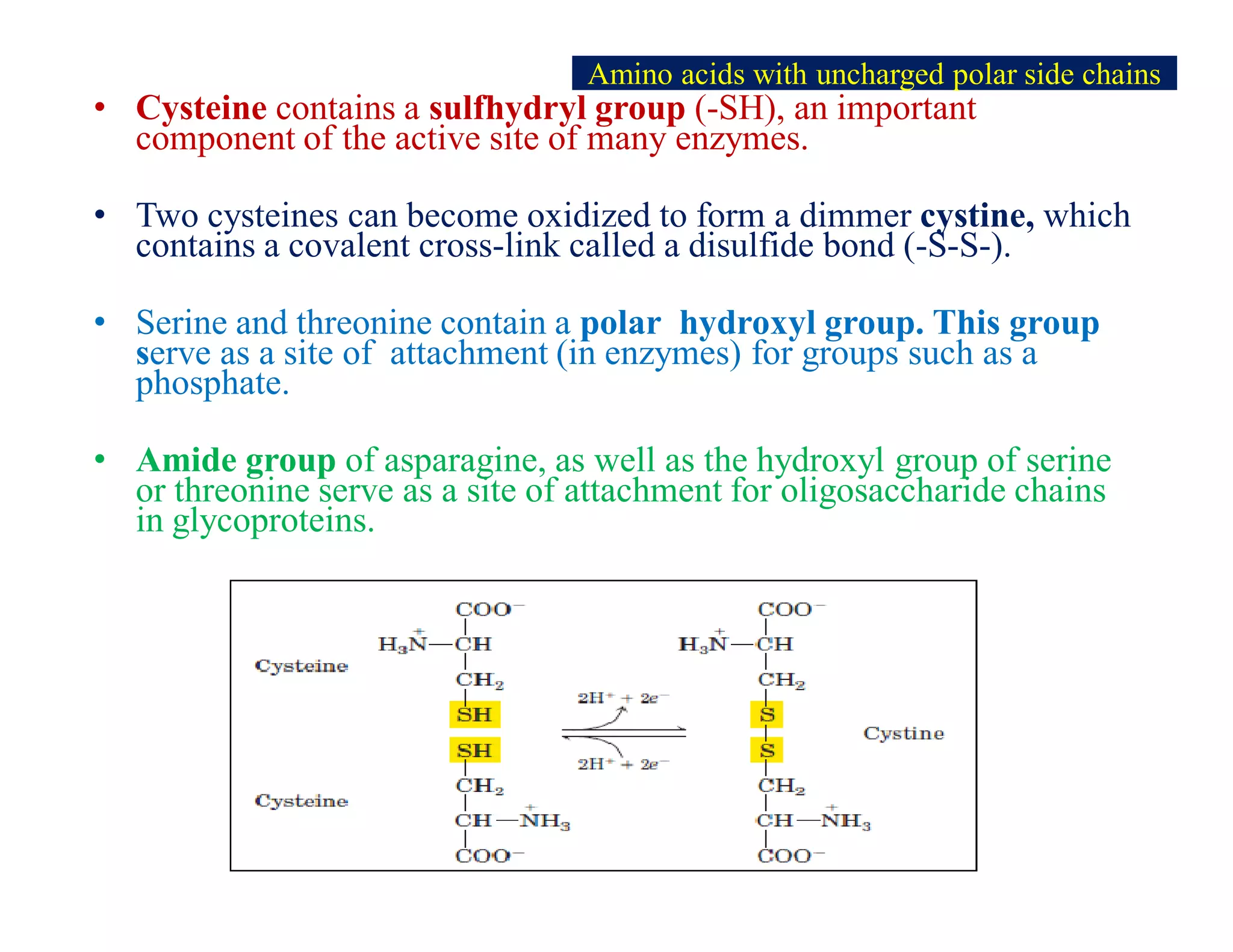 • Cysteine contains a sulfhydryl group (-SH), an important
component of the active site of many enzymes.
• Two cysteines can become oxidized to form a dimmer cystine, which
contains a covalent cross-link called a disulfide bond (-S-S-).
• Serine and threonine contain a polar hydroxyl group. This group
serve as a site of attachment (in enzymes) for groups such as a
phosphate.
• Amide group of asparagine, as well as the hydroxyl group of serine
or threonine serve as a site of attachment for oligosaccharide chains
in glycoproteins.
Amino acids with uncharged polar side chains
 