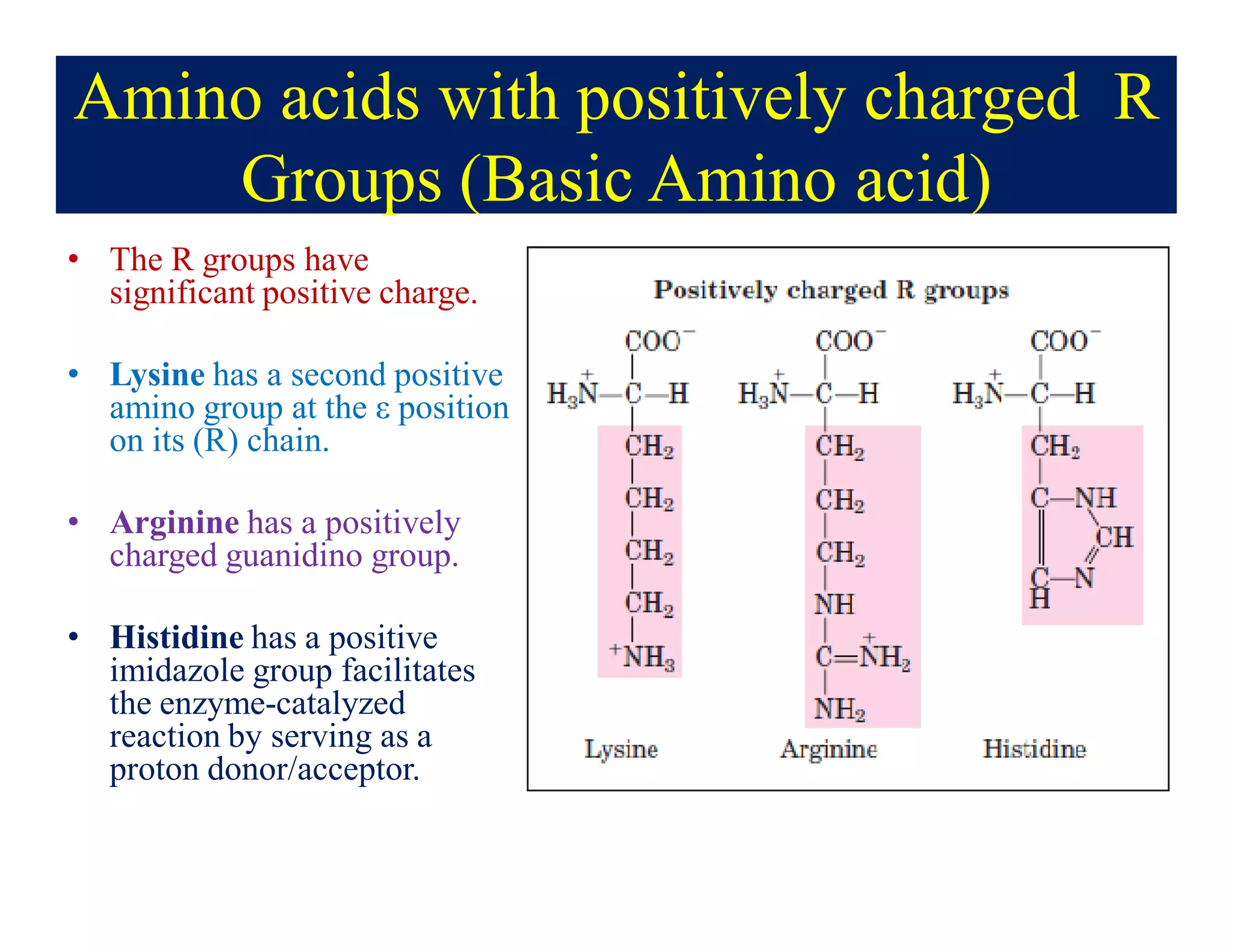 Amino acids with positively charged R
Groups (Basic Amino acid)
• The R groups have
significant positive charge.
• Lysine has a second positive
amino group at the ε position
on its (R) chain.
• Arginine has a positively
charged guanidino group.
• Histidine has a positive
imidazole group facilitates
the enzyme-catalyzed
reaction by serving as a
proton donor/acceptor.
 