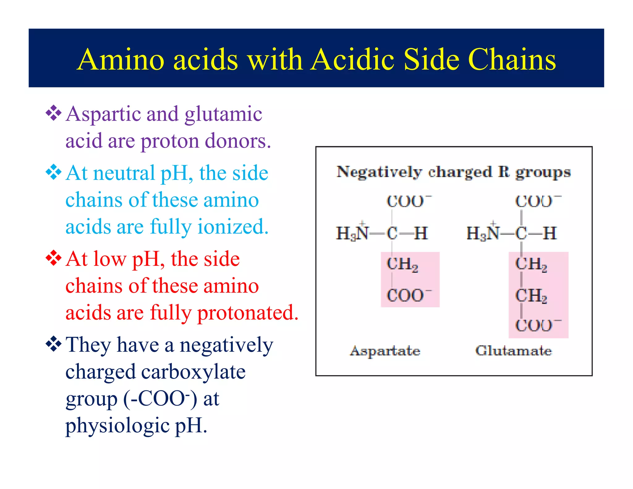 Amino acids with Acidic Side Chains
Aspartic and glutamic
acid are proton donors.
At neutral pH, the side
chains of these amino
acids are fully ionized.
At low pH, the side
chains of these amino
acids are fully protonated.
They have a negatively
charged carboxylate
group (-COO-) at
physiologic pH.
 