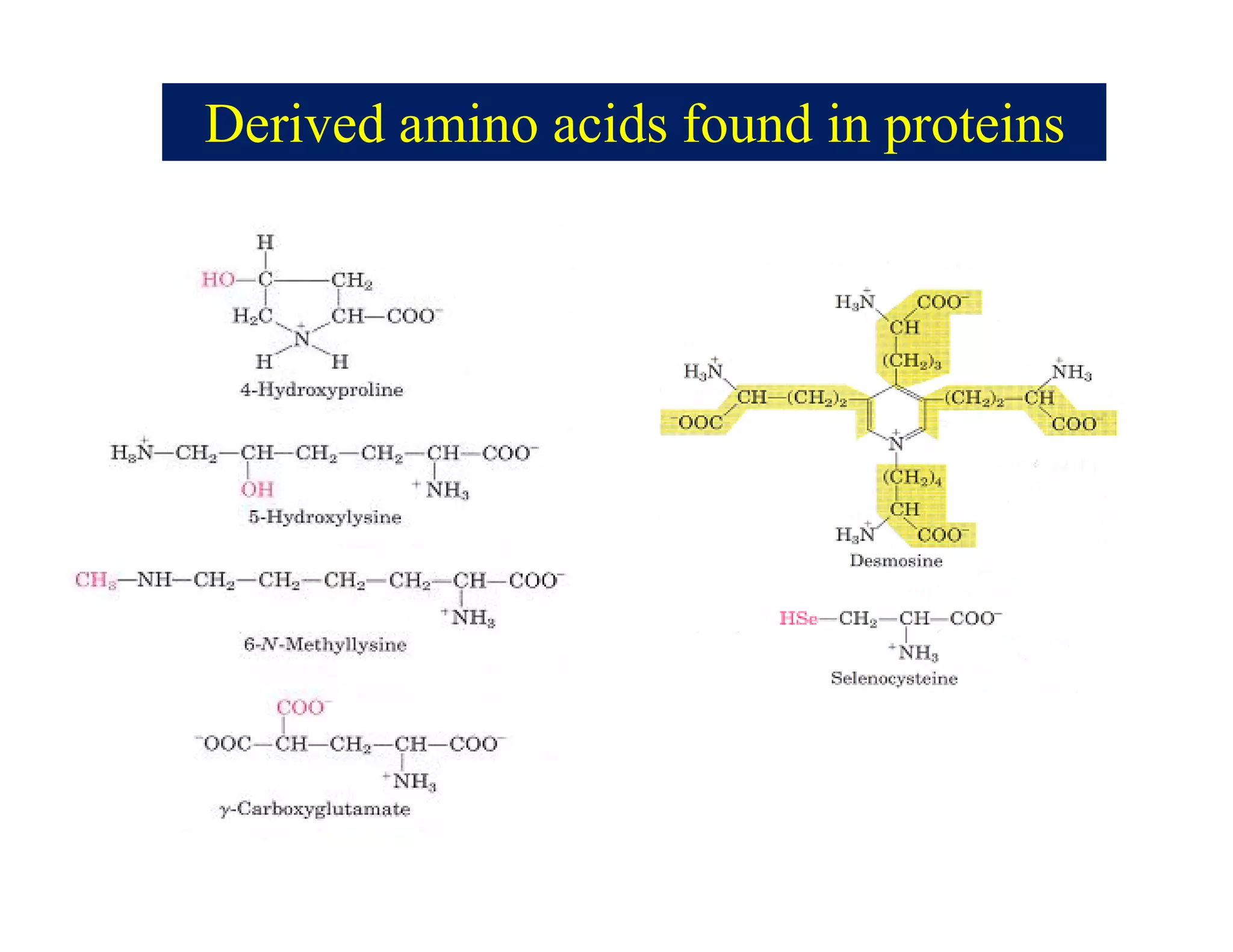 Derived amino acids found in proteins
 