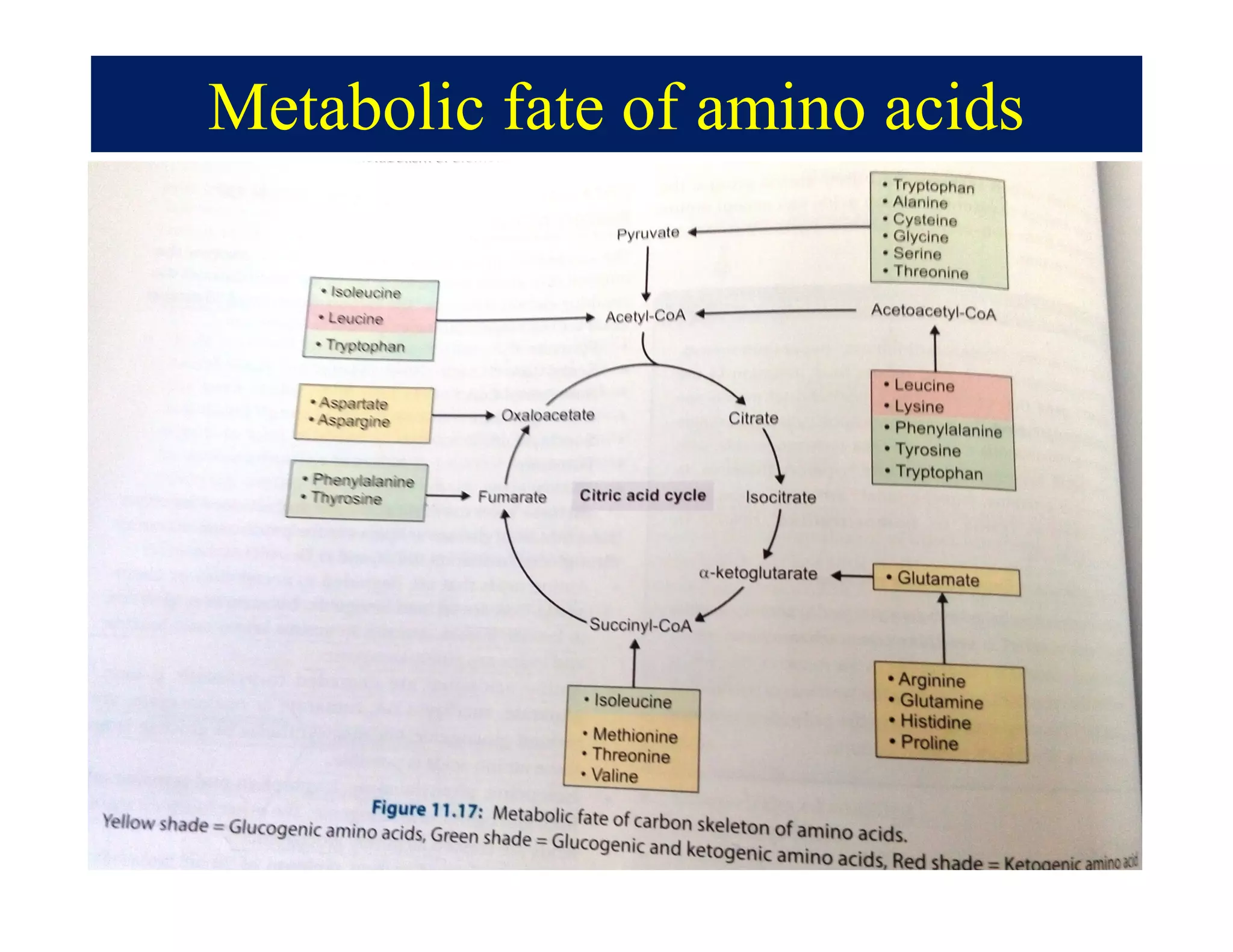 Metabolic fate of amino acids
 