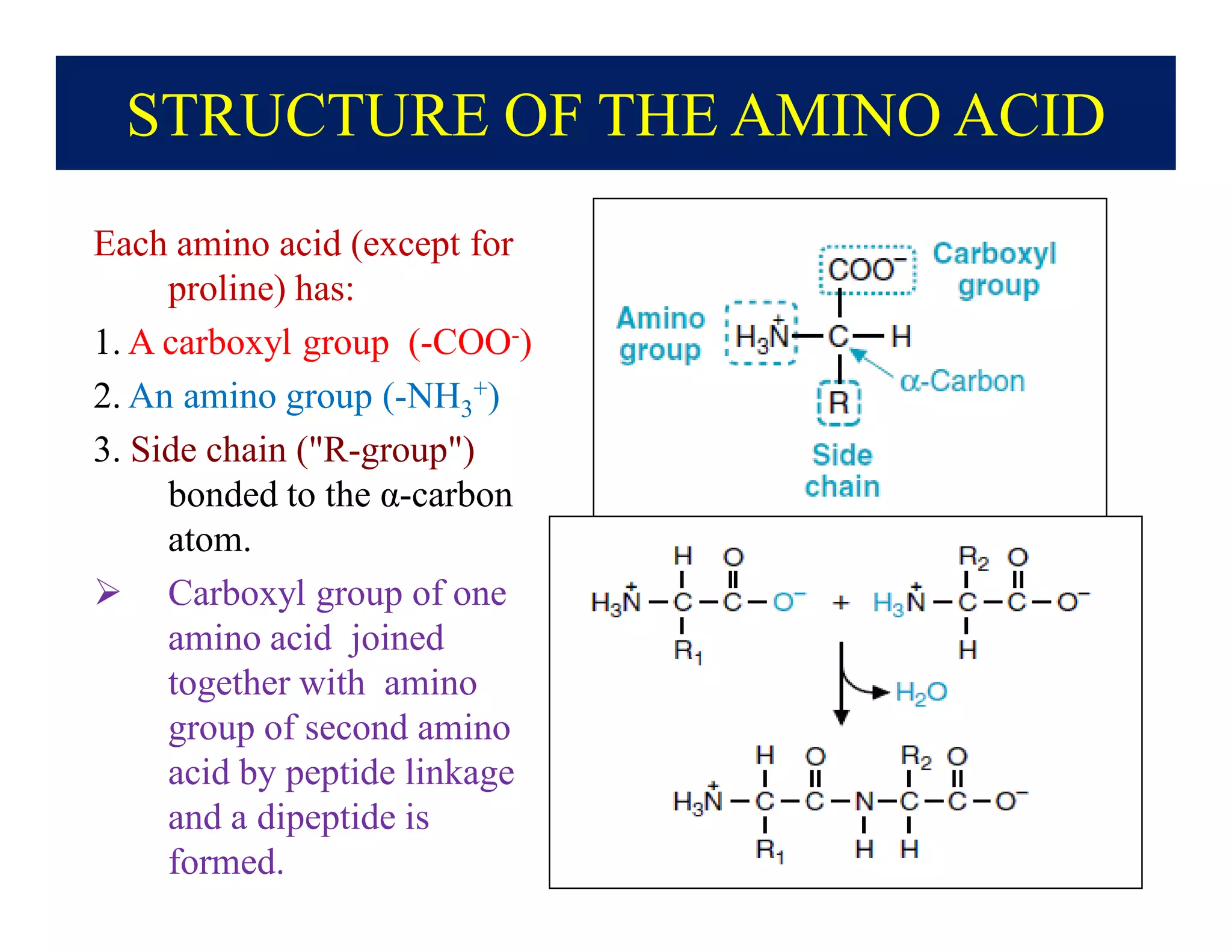 STRUCTURE OF THE AMINO ACID
Each amino acid (except for
proline) has:
1. A carboxyl group (-COO-)
2. An amino group (-NH3
+)
3. Side chain ("R-group")
bonded to the α-carbon
atom.
 Carboxyl group of one
amino acid joined
together with amino
group of second amino
acid by peptide linkage
and a dipeptide is
formed.
 