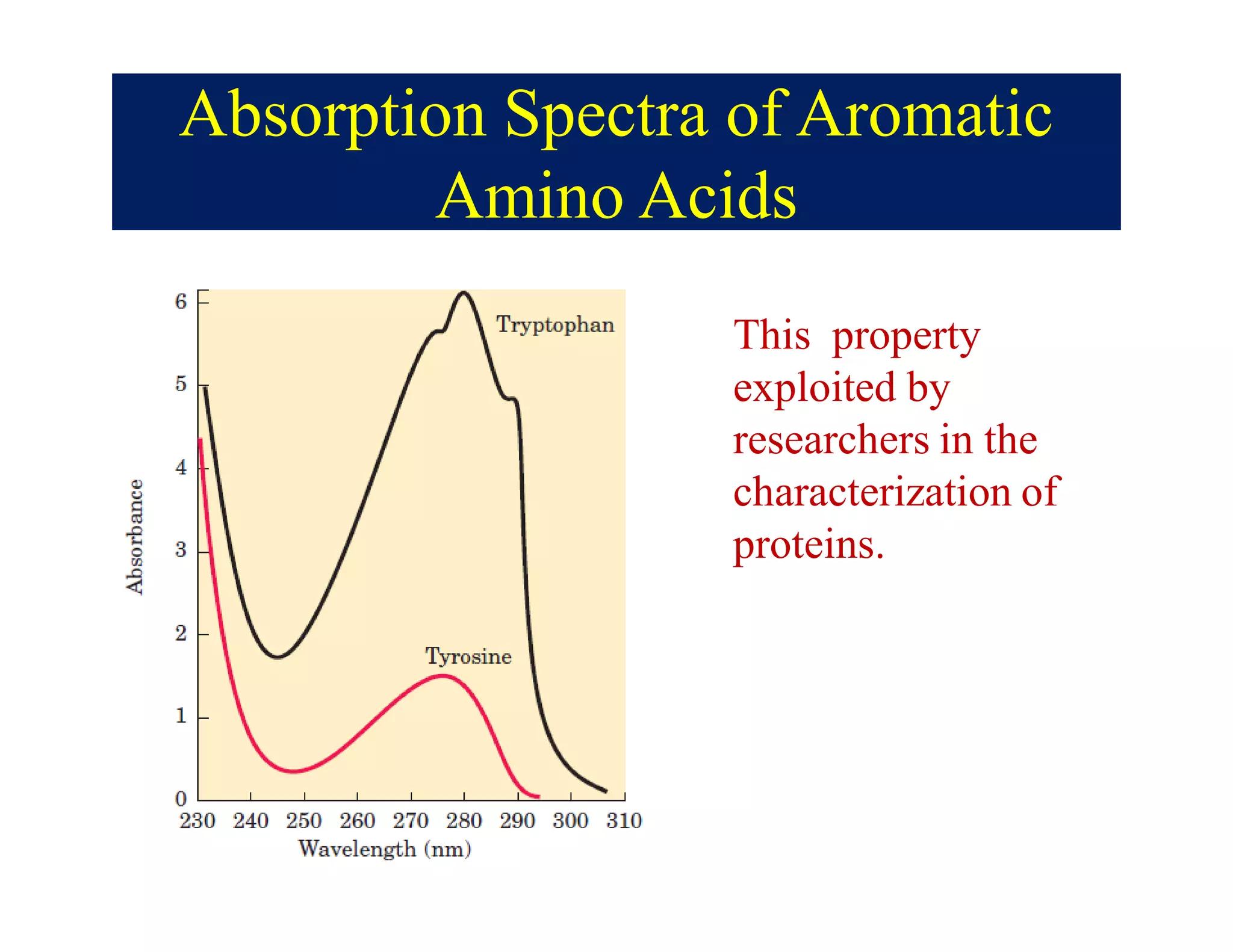 Absorption Spectra of Aromatic
Amino Acids
This property
exploited by
researchers in the
characterization of
proteins.
 