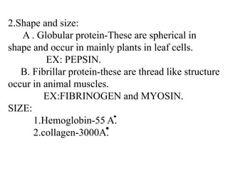 2.Shape and size:
A . Globular protein-These are spherical in
shape and occur in mainly plants in leaf cells.
EX: PEPSIN.
B. Fibrillar protein-these are thread like structure
occur in animal muscles.
EX:FIBRINOGEN and MYOSIN.
SIZE:
1.Hemoglobin-55 A.
2.collagen-3000A.
 