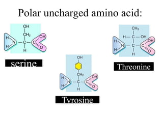Polar uncharged amino acid:
serine Threonine
Tyrosine
 
