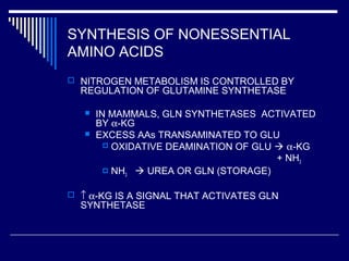 SYNTHESIS OF NONESSENTIAL
AMINO ACIDS
 NITROGEN METABOLISM IS CONTROLLED BY
REGULATION OF GLUTAMINE SYNTHETASE
 IN MAMMALS, GLN SYNTHETASES ACTIVATED
BY α-KG
 EXCESS AAs TRANSAMINATED TO GLU
 OXIDATIVE DEAMINATION OF GLU  α-KG
+ NH3
 NH3  UREA OR GLN (STORAGE)
 ↑ α-KG IS A SIGNAL THAT ACTIVATES GLN
SYNTHETASE
 