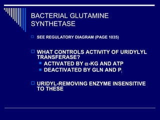BACTERIAL GLUTAMINE
SYNTHETASE
 SEE REGULATORY DIAGRAM (PAGE 1035)
 WHAT CONTROLS ACTIVITY OF URIDYLYL
TRANSFERASE?
 ACTIVATED BY α-KG AND ATP
 DEACTIVATED BY GLN AND Pi
 URIDYL-REMOVING ENZYME INSENSITIVE
TO THESE
 