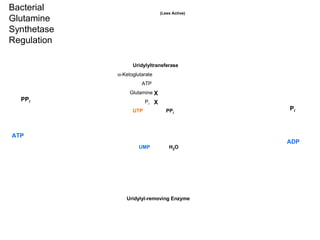 Pi
ADP
UTP PPi
H2OUMP
ATP
PPi
Uridylyltransferase
Uridylyl-removing Enzyme
X
X
α-Ketoglutarate
ATP
Glutamine
Pi
(Less Active)
Bacterial
Glutamine
Synthetase
Regulation
 